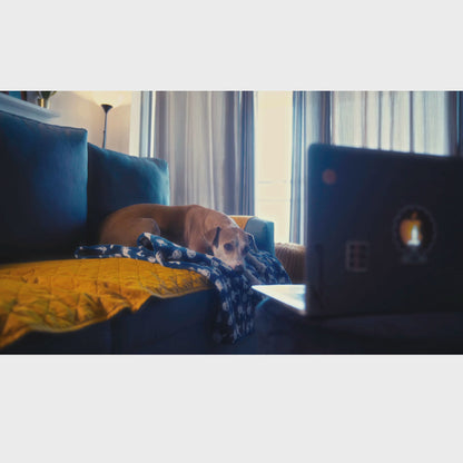 Barkbutler x Fofos Pet Four Leg Dog Raincoat - Black Lightweight & Waterproof